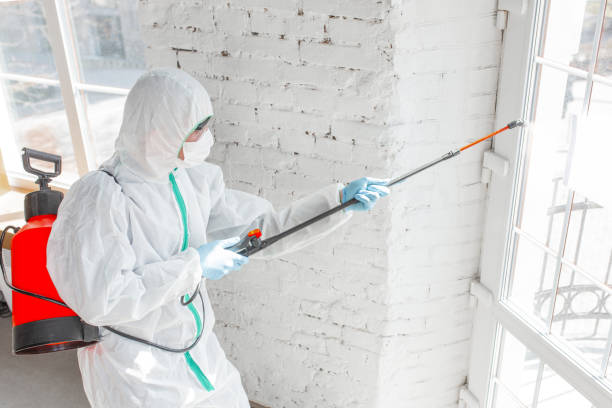 Mold Odor Removal Services in Hercules, CA